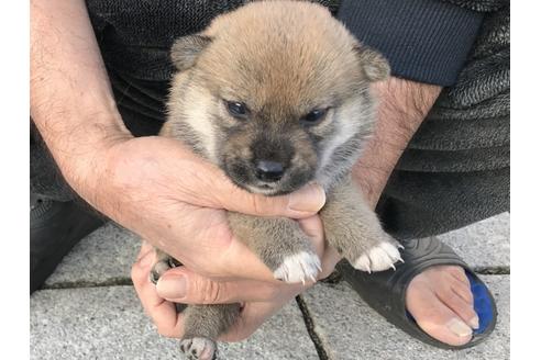 成約済の長崎県の柴犬-60186の8枚目