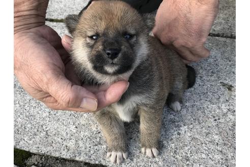 成約済の長崎県の柴犬-60186の6枚目