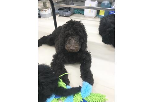 成約済の東京都のミックス犬-60036の2枚目