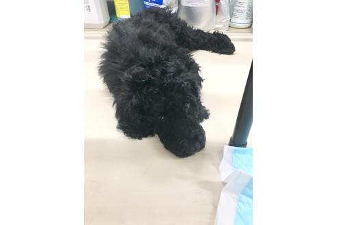 成約済の東京都のミックス犬-60041の2枚目