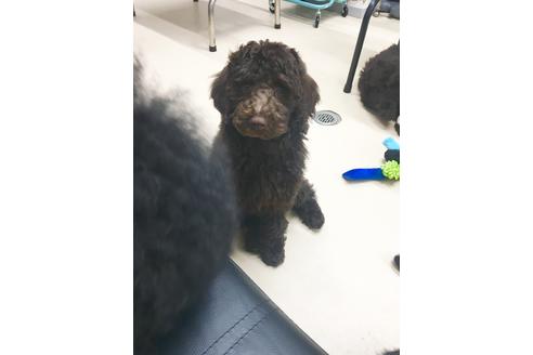 成約済の東京都のミックス犬-60042の2枚目