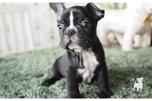 成約済の愛知県のフレンチブルドッグ-60187の1枚目