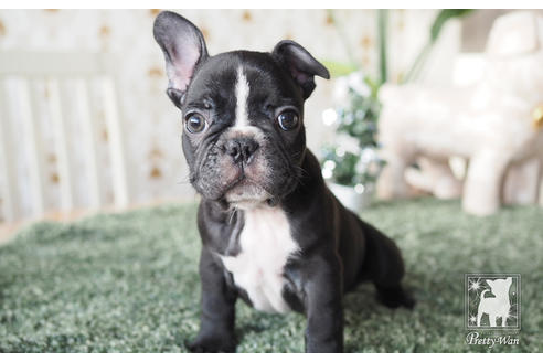 成約済の愛知県のフレンチブルドッグ-60187の8枚目