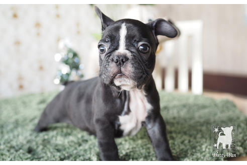 成約済の愛知県のフレンチブルドッグ-60187の7枚目