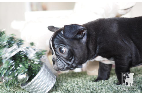 成約済の愛知県のフレンチブルドッグ-60187の6枚目