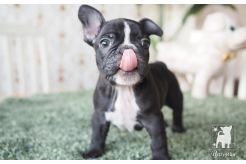 成約済の愛知県のフレンチブルドッグ-60187の5枚目