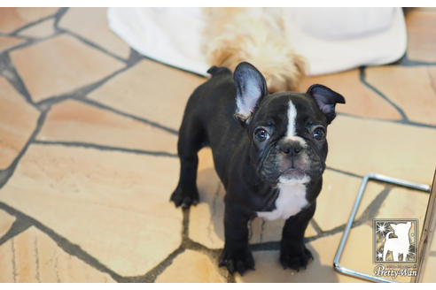 成約済の愛知県のフレンチブルドッグ-60187の4枚目