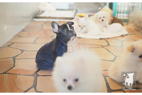 成約済の愛知県のフレンチブルドッグ-60187の3枚目