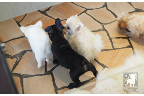 成約済の愛知県のフレンチブルドッグ-60187の2枚目