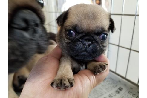 成約済の愛知県のパグ-60238の1枚目