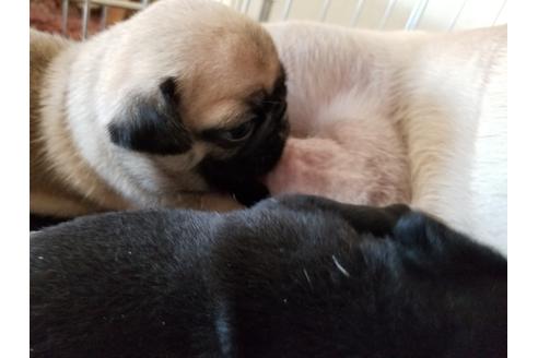 成約済の愛知県のパグ-60238の4枚目