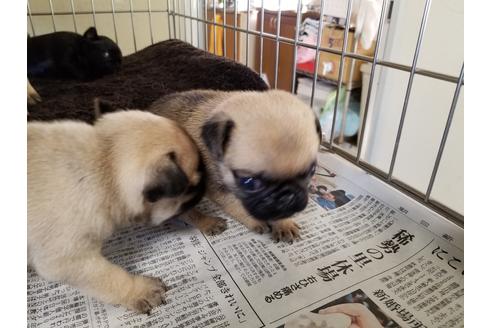 成約済の愛知県のパグ-60238の3枚目