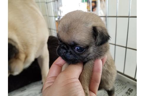 成約済の愛知県のパグ-60238の2枚目