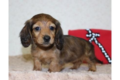 成約済の埼玉県のカニンヘンダックスフンド(ロングヘアード)-59470の1枚目