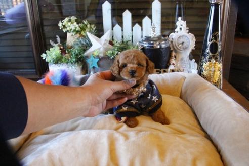 成約済の埼玉県のトイプードル-60292の10枚目