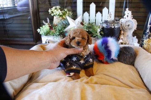 成約済の埼玉県のトイプードル-60292の9枚目