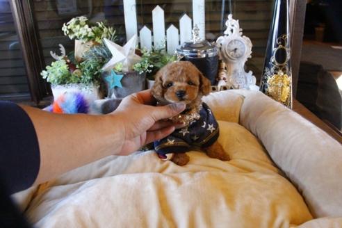 成約済の埼玉県のトイプードル-60292の8枚目