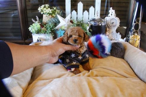 成約済の埼玉県のトイプードル-60292の7枚目