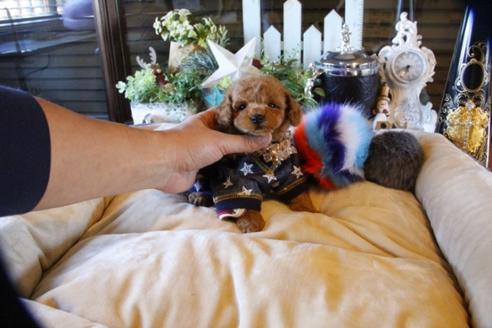 成約済の埼玉県のトイプードル-60292の6枚目