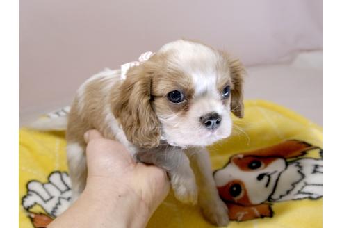 成約済の埼玉県のキャバリアキングチャールズスパニエル-59227の12枚目