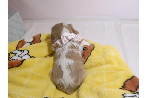 成約済の埼玉県のキャバリアキングチャールズスパニエル-59227の5枚目