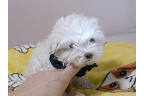 成約済の埼玉県のマルチーズ-60300の3枚目