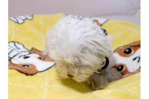 成約済の埼玉県のマルチーズ-60300の2枚目