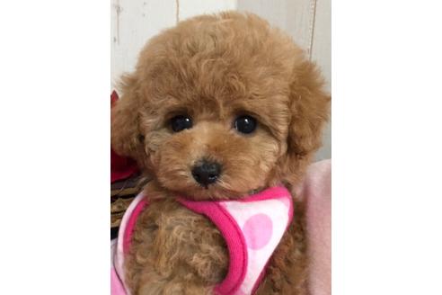埼玉県のトイプードル 女の子 18 09 22生まれ アプリコット 子犬id ブリーダーナビ