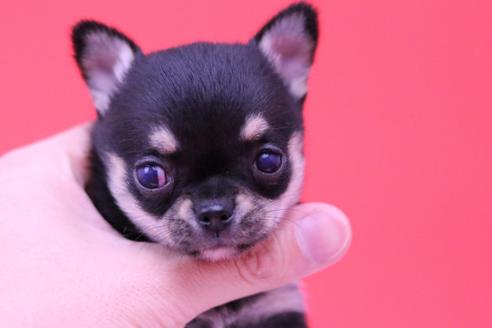成約済の愛知県のチワワ(ロングコート)-59333の2枚目