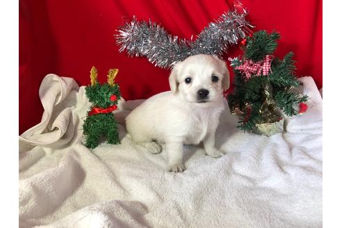 成約済の京都府のチワックス:チワワ×ミニチュアダックスフンド-60329の5枚目