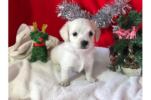 成約済の京都府のチワックス:チワワ×ミニチュアダックスフンド-60329の4枚目