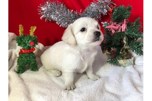 成約済の京都府のチワックス:チワワ×ミニチュアダックスフンド-60329の3枚目