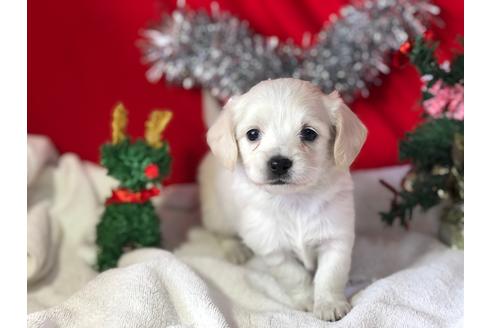 成約済の京都府のチワックス:チワワ×ミニチュアダックスフンド-60329の1枚目