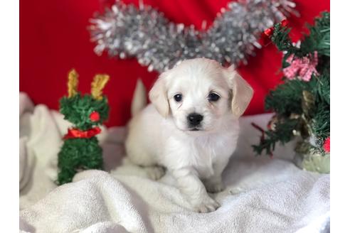 成約済の京都府のチワックス:チワワ×ミニチュアダックスフンド-60329の2枚目