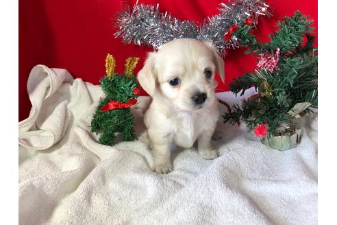 成約済の京都府のチワックス:チワワ×ミニチュアダックスフンド-60330の5枚目