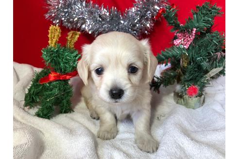 成約済の京都府のチワックス:チワワ×ミニチュアダックスフンド-60330の4枚目