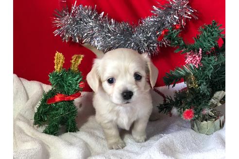 成約済の京都府のチワックス:チワワ×ミニチュアダックスフンド-60330