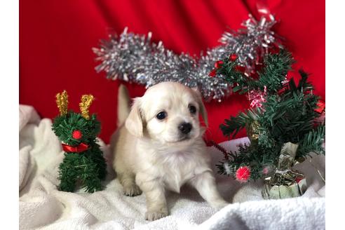 成約済の京都府のチワックス:チワワ×ミニチュアダックスフンド-60330の2枚目