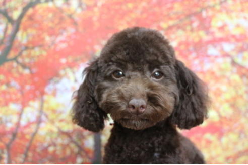 成約済の千葉県のトイプードル-53978の1枚目