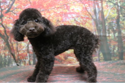 成約済の千葉県のトイプードル-53978の10枚目