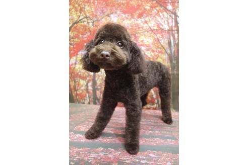 成約済の千葉県のトイプードル-53978の9枚目