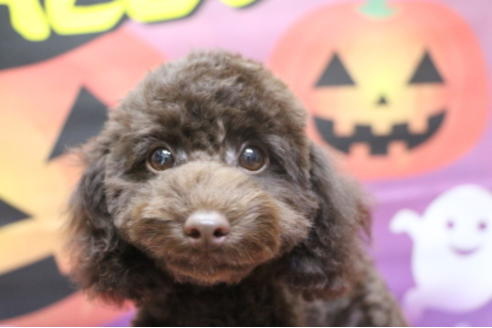 成約済の千葉県のトイプードル-53978の8枚目