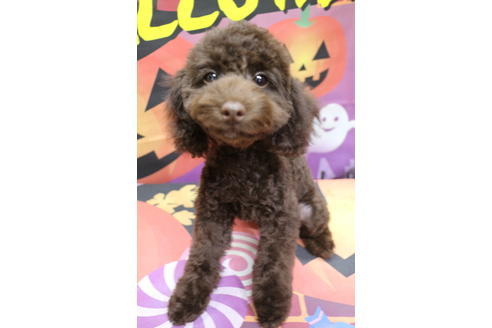 成約済の千葉県のトイプードル-53978の7枚目