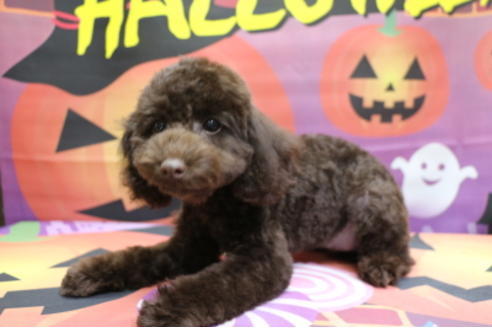 成約済の千葉県のトイプードル-53978の6枚目