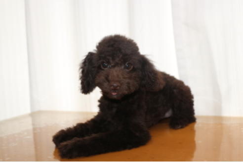 成約済の千葉県のトイプードル-53978の4枚目