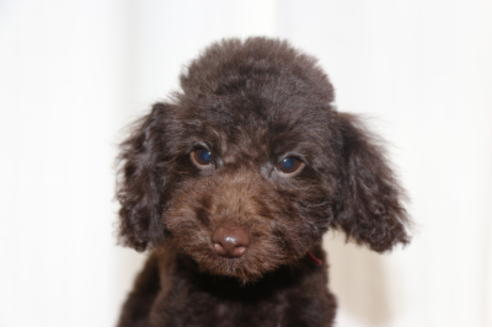 成約済の千葉県のトイプードル-53978の3枚目