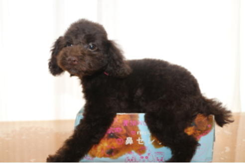 成約済の千葉県のトイプードル-53978の2枚目