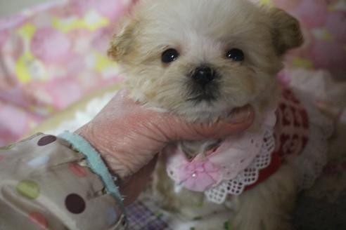 成約済の奈良県のトイプードル-58897の1枚目