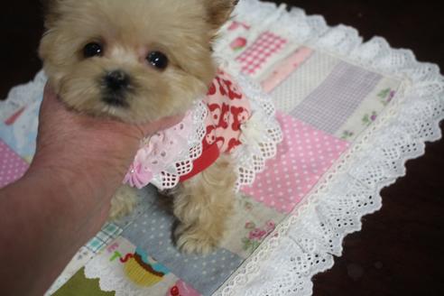 成約済の奈良県のトイプードル-59479の5枚目