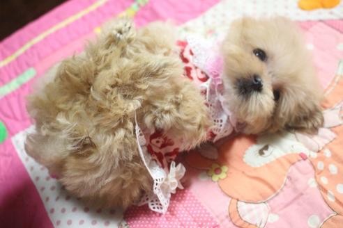 成約済の奈良県のトイプードル-59479の2枚目